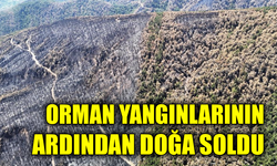 Karabük’te yangın sonrası ormanlar hazan rengine büründü