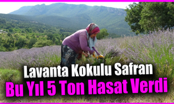 Lavanta Kokulu Safran Bahçesi’nde görsel şölen