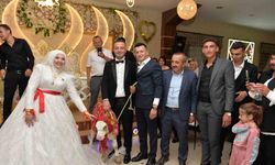 Düğünde gelin ve damada ilginç takı: Buzağı hediye ettiler