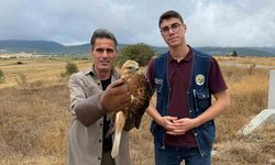 Kastamonu’da yaralı halde bulunan şahin tedavi altına alındı