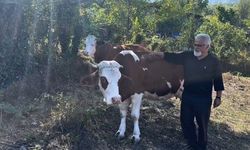 Süt sığırcılığı yapan ailelere 4 milyon 476 bin TL destek