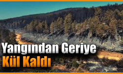 Karabük’teki orman yangınında geriye acı manzara kaldı