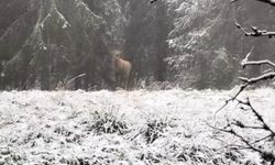 Bolu ormanlarında kızılgeyiğin böğürme anları kameraya yansıdı