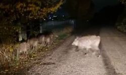 Bolu’da aç kalan domuz sürüsü yola indi