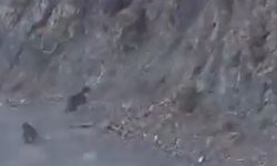 Bolu’da Anne Ayı ve Yavrusu Araçtan Korkup Yamaca Tırmandı