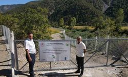 Domuz İstilası Bitti, Çeltik Tarlası Yeniden Hayat Buldu