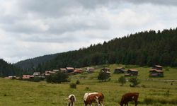 Kastamonu’nun Yaylalarında Doğa ve Hayvancılık El Ele