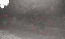 Ormanda yiyecek arayan anne ayı ve yavrusu fotokapanda
