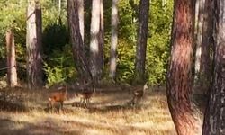 Safranbolu’da anne karaca ve yavruları görüntülendi