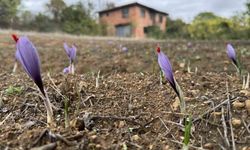 Soğuk hava dünyanın en pahalı baharatında erken çiçek açtırdı