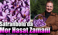 Safranbolu Belediyesi kendi safranını üretti
