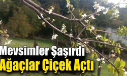 Yaprak dökmesi gerekirken çiçek açtı!