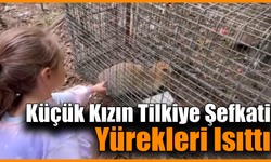 Yakalanan tilkiyi gören küçük kızın sözleri yürekleri ısıttı