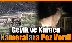 Karabük ormanlarında erkek geyik ve karaca görüntülendi
