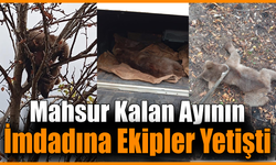 Çıktığı ağaçta mahsur kalan yavru ayı kurtarıldı