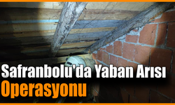 Safranbolu’da evin çatısında yaban arısı paniği