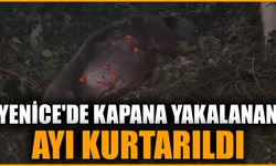 Kapana yakalanan ayı kurtarıldı