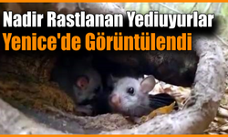Yenice Ormanlarında ’Yediuyur’ yavruları görüldü