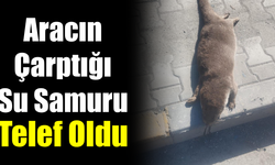 Aracın çarptığı su samuru telef oldu