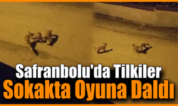 Ormandan gelen tilkiler Safranbolu sokaklarını şenlendirdi