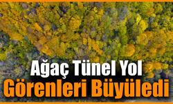 Ağaç Tünel Yolun sonbahar manzarası göz kamaştırıyor