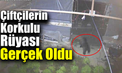 Kışlık sebze umudu ayı yüzünden yok oldu