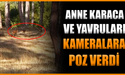 Safranbolu’da anne karaca ve yavruları görüntülendi