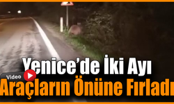 Aç kalan ayılar yollara düştü