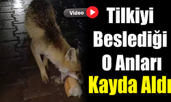 Karabük’te tır sürücüsü tilkiyi ekmekle besledi