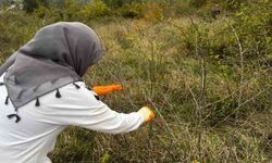 Alaplı’da kuşburnu hasadı başladı