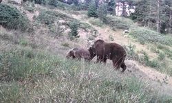 Çankırı ormanlarında anne ayı ve yavruları fotokapana takıldı