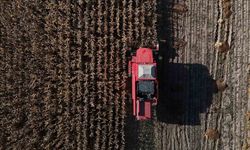 Bolu’da dane mısır hasadı başladı