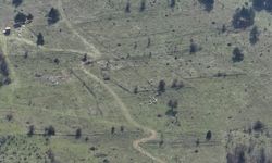 Bolu'da kayıp hayvanlar dronla bulundu