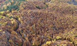 Bolu’da ormanlık alanlarda sonbahar güzelliği