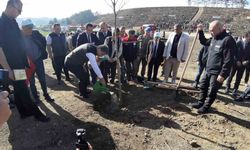 Bolu’da yanan orman yeniden yeşeriyor