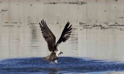 Kastamonu’da balık kartalları objektife takıldı