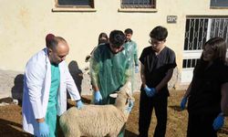 Kastamonu Üniversitesi'nden küçükbaşta rekor verim