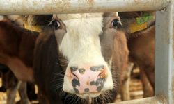 Mudurnu’da şap nedeniyle 18 köy ve 4 mahalle karantinaya alındı