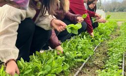 Tarım Lisesi öğrencilerinden uygulamalı hasat dersi