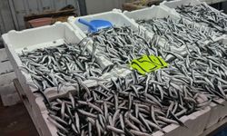 Zonguldak’ta hava şartları hamsi fiyatını yükseltti