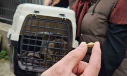 Öldü sanılan kedi, bacağında mermiyle geri döndü