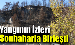 Sonbaharın renkleri küle dönen ağaçlarla buluştu