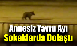Annesiz kalan yavru ayı şehir merkezine sığındı