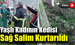 Filyos Çayı'na düşen yavru kedi kurtarıldı