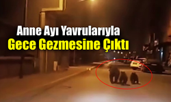 Yenice’de şaşırtan görüntüler: Ayılar caddede koştu