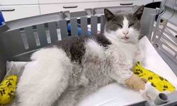Bolu'da otomobilin çarptığı kedi, tedavi için İstanbul'a sevk edildi