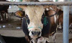 Bolu'da şap kısıtlamaları kaldırıldı