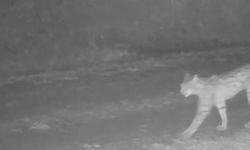 ‘Ormanın hayaleti’ vaşaklar Çankırı’da kameraya yakalandı