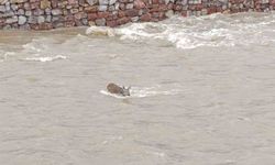 Cide’de Çaya Düşen Karaca Kurtarıldı