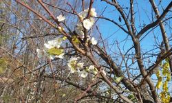 Erik ağacı Aralık ayında çiçek açtı